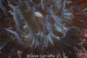 Anemone by José Carvalho 
